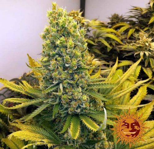 Barney´S Farm Utopia Haze 1Und Fem