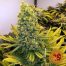Barney´S Farm Utopia Haze 1Und Fem