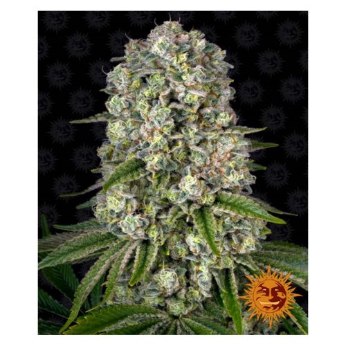 Barney´S Farm Tropican Ba Fem