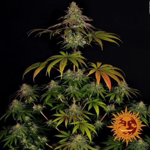 Barney´S Farm Wedding Cake Fem