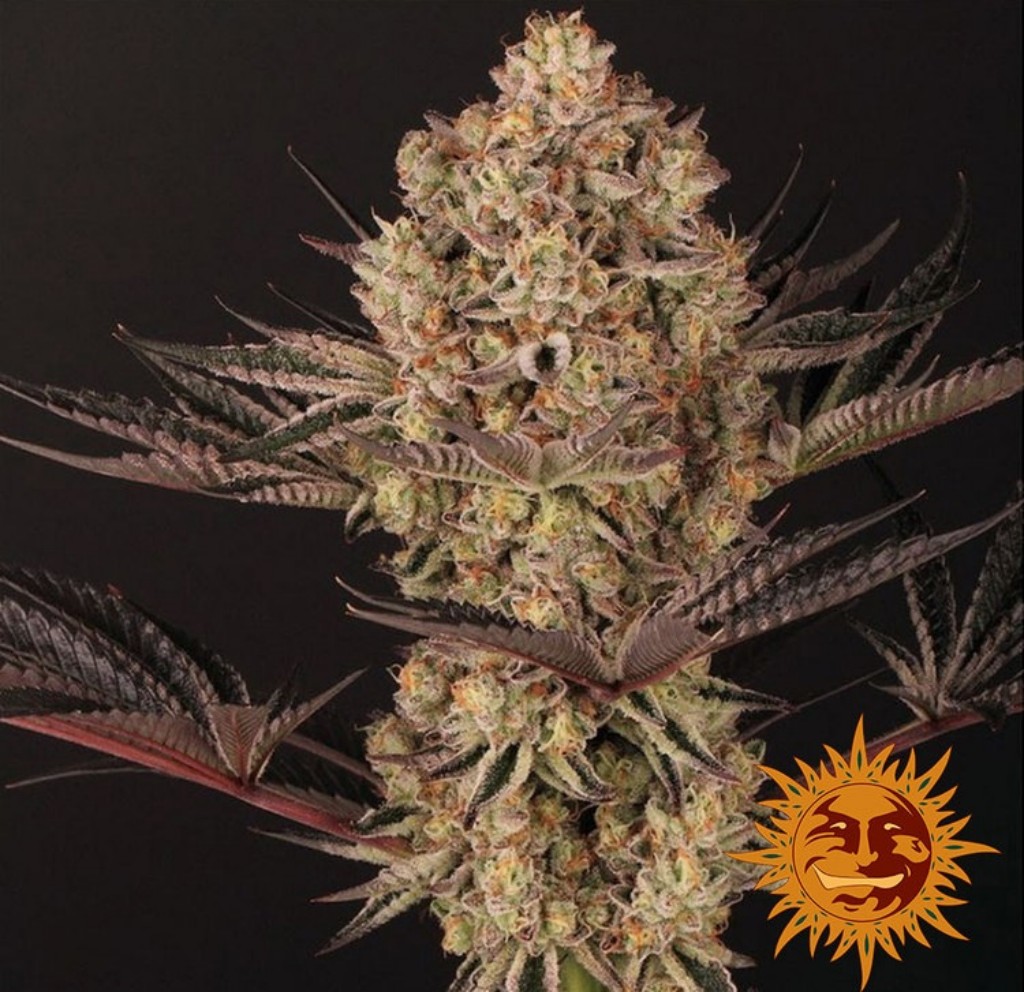 Barney´S Farm Dos Si Dos 33 Fem