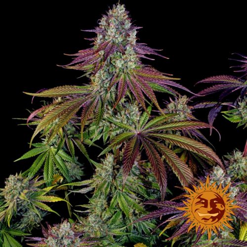 Barney´S Farm Mimosa Fem