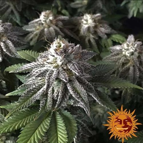 Barney´S Farm Moby Dick Fem