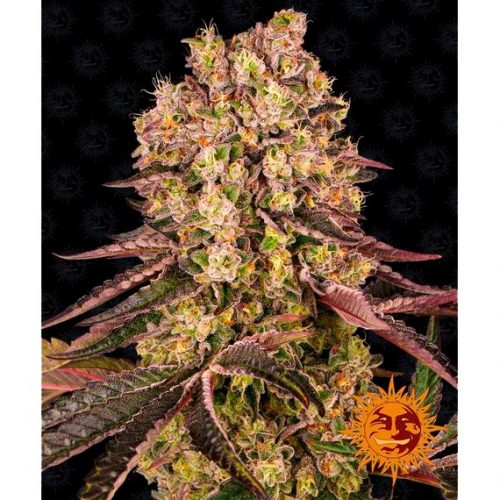 Barney´S Farm Runtz Muffin Fem