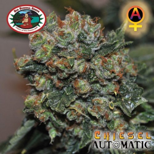 Big Buddha Seeds Chiesel Fem