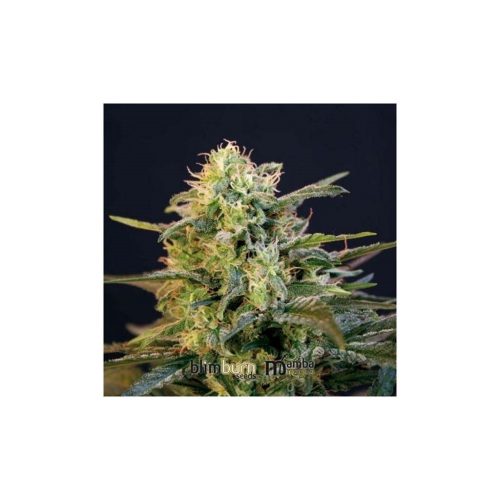 Blimburn Seeds Mamba Negra Fem
