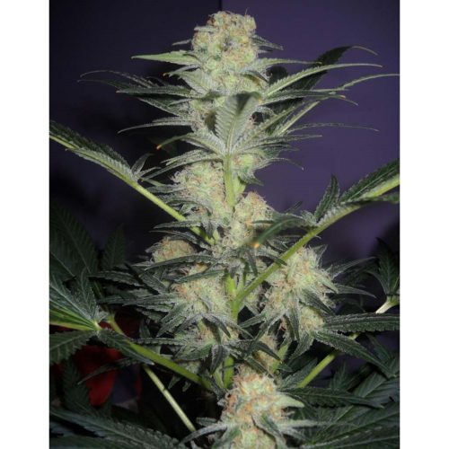 Blimburn Seeds Mamba Negra Auto
