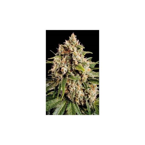 Blimburn Seeds Orka Fem