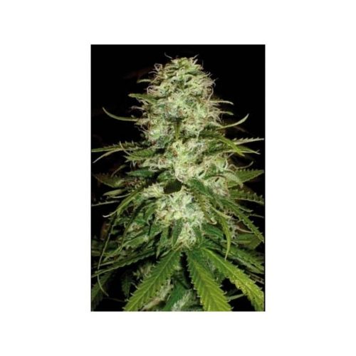 Blimburn Seeds CR+ Fem