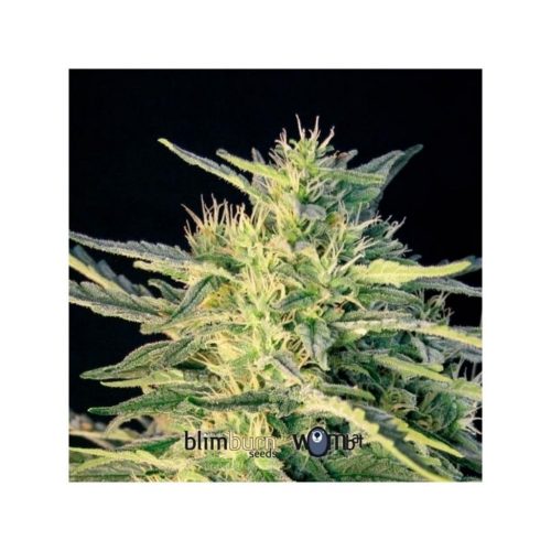 Blimburn Seeds Wombat Fem