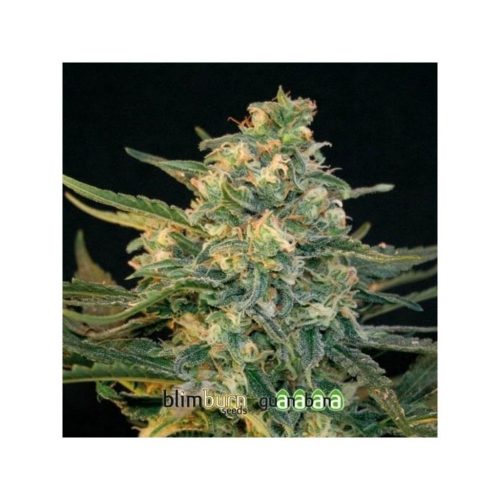 Blimburn Seeds Guaba Fem