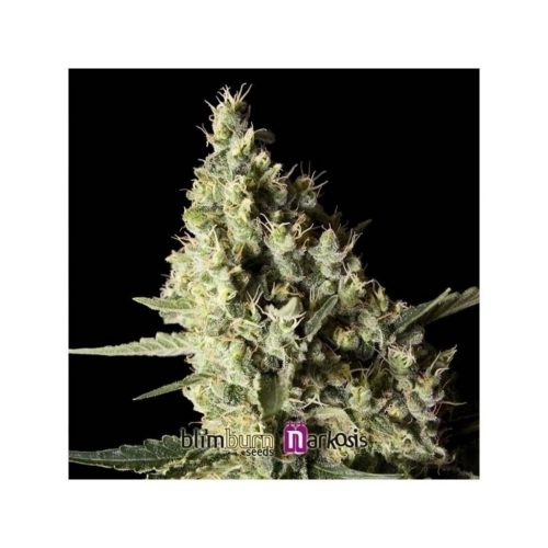 Blimburn Seeds rkosis Fem