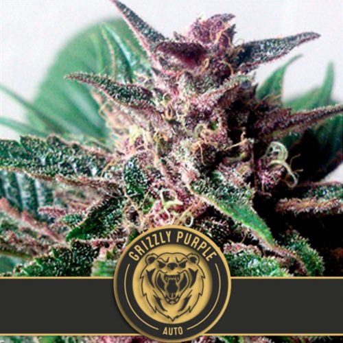 Blimburn Seeds Grizzly Purple Fem