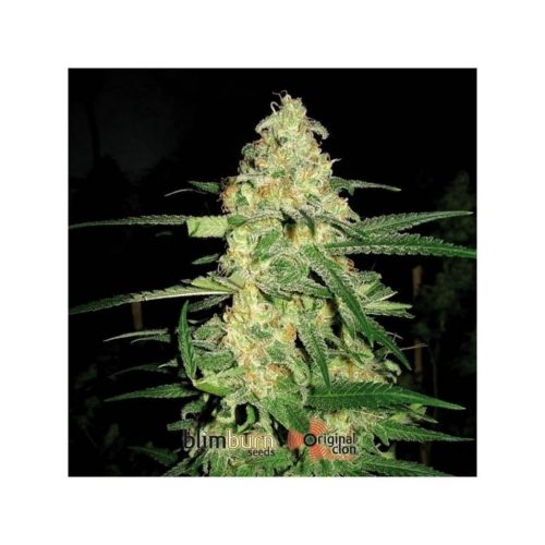 Blimburn Seeds Origil Clon Fem