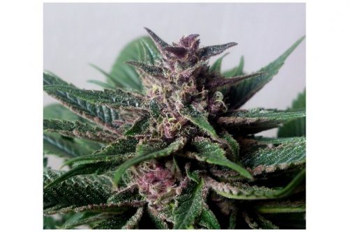 Blimburn Seeds Grizzly Auto