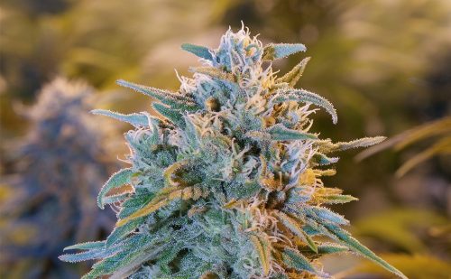 Blimburn Seeds Blue Dream Fem