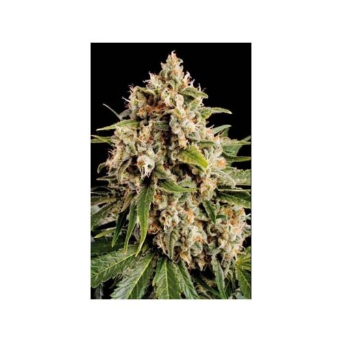 Blimburn Seeds Cookies Fem