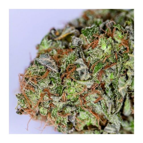 Blimburn Seeds Grandaddy Fem
