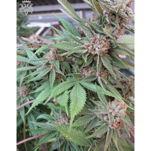 Blimburn Seeds Green Crack Fem