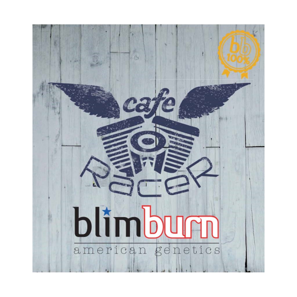 Blimburn Seeds Cafe Racer Fem