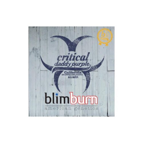 Blimburn Seeds Critical Daddy Fem