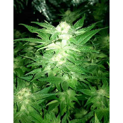 Blimburn Seeds Mamba Negra CBD Fem