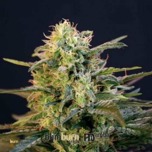 Blimburn Seeds Mamba Negra Auto CBD