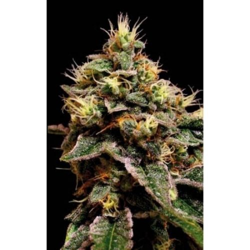 Blimburn Seeds Kabrales Fem