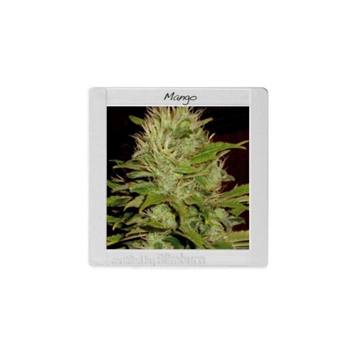 Blimburn Seeds Mango Fem