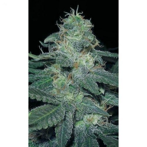 Blimburn Seeds BC Diesel Fem