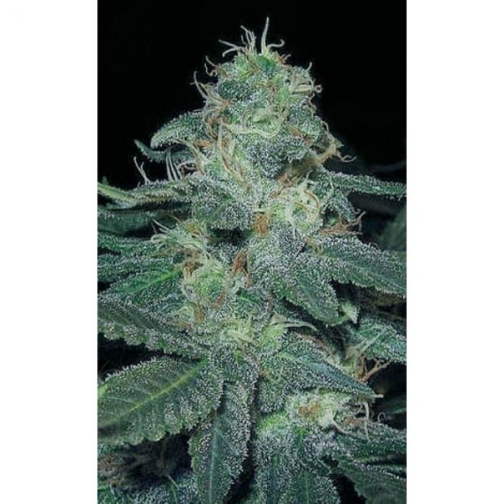Blimburn Seeds BC Diesel Fem