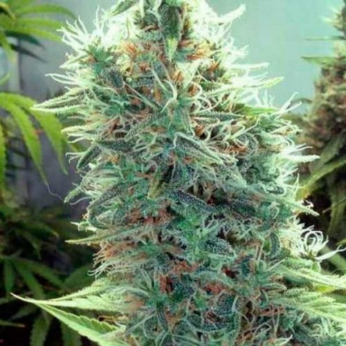 Blimburn Seeds Cindy 99 Fem