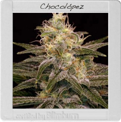 Blimburn Seeds Chocolopez Fem