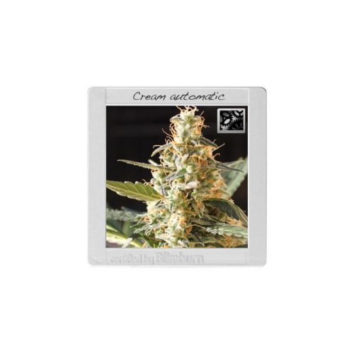 Blimburn Seeds Cream Auto
