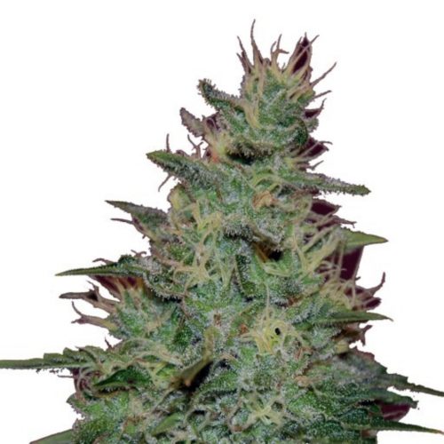 Blimburn Seeds AK Auto