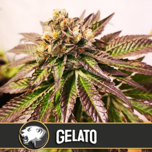 Blimburn Seeds Gelato Fem