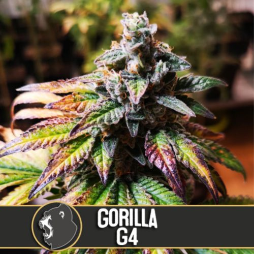 Blimburn Seeds Gorilla G#4 Fem