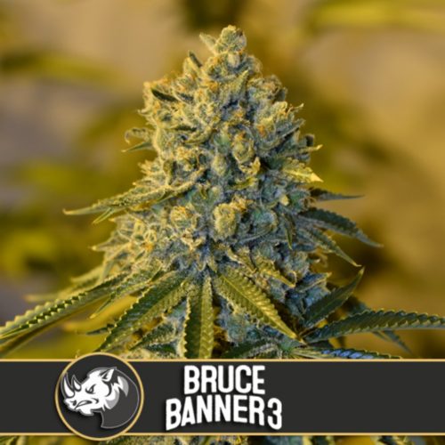Blimburn Seeds Bruce Banner #3 Fem