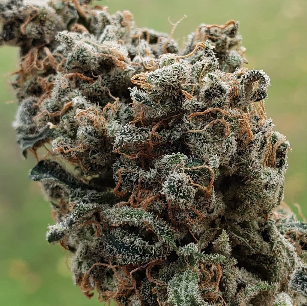 Blimburn Seeds Zombie Death Fuck Fem