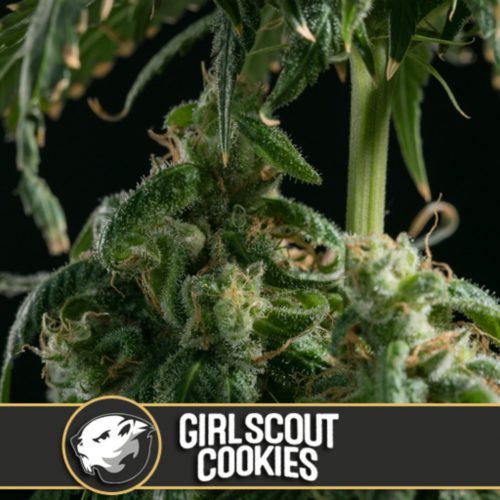 Blimburn Seeds Girl Scout Cookies Auto