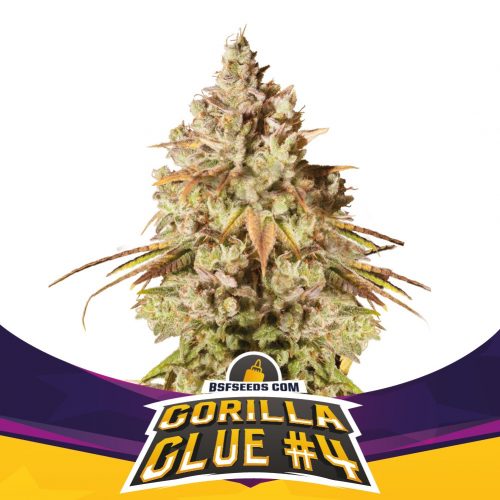 BSF Seeds Gorilla Glue #4