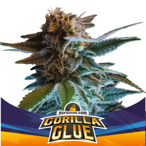 BSF Seeds Gorilla Glue Auto