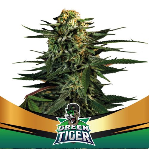BSF Seeds Green Tiger Fast Version Fem