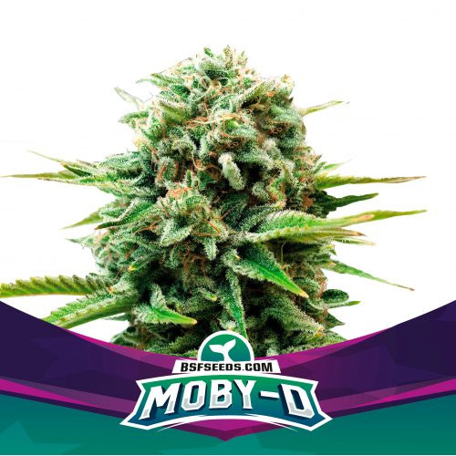 BSF Seeds Moby-D