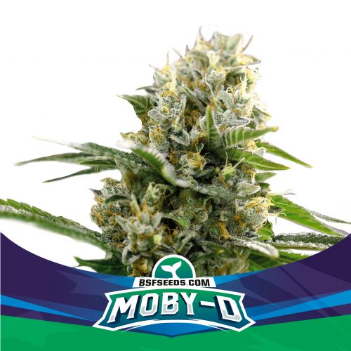 BSF Seeds Moby-D XXL Auto