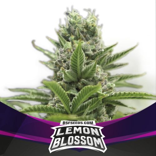 BSF Seeds Lemon Blossom Fem