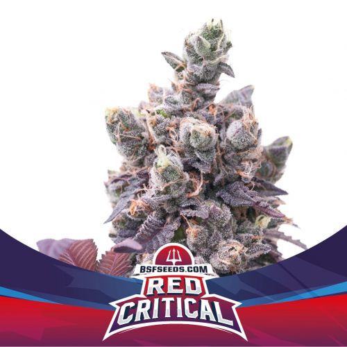 BSF Seeds Red Critical Auto