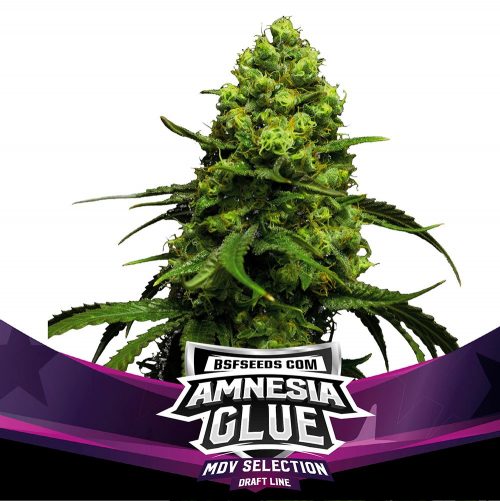 BSF Seeds Amnesia Glue