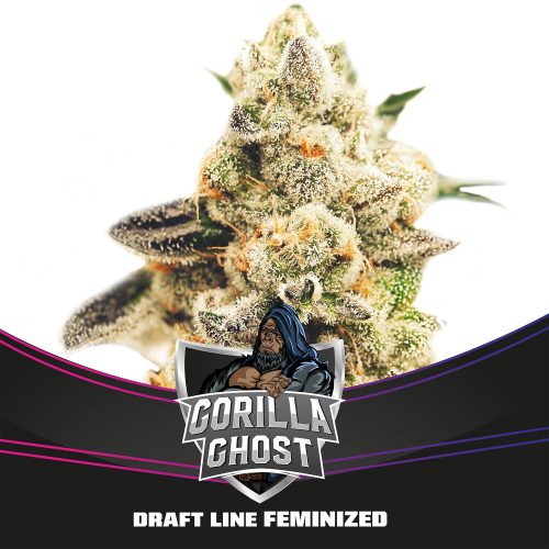 BSF Seeds Gorilla Ghost