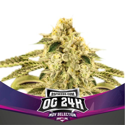 BSF Seeds OG 24K